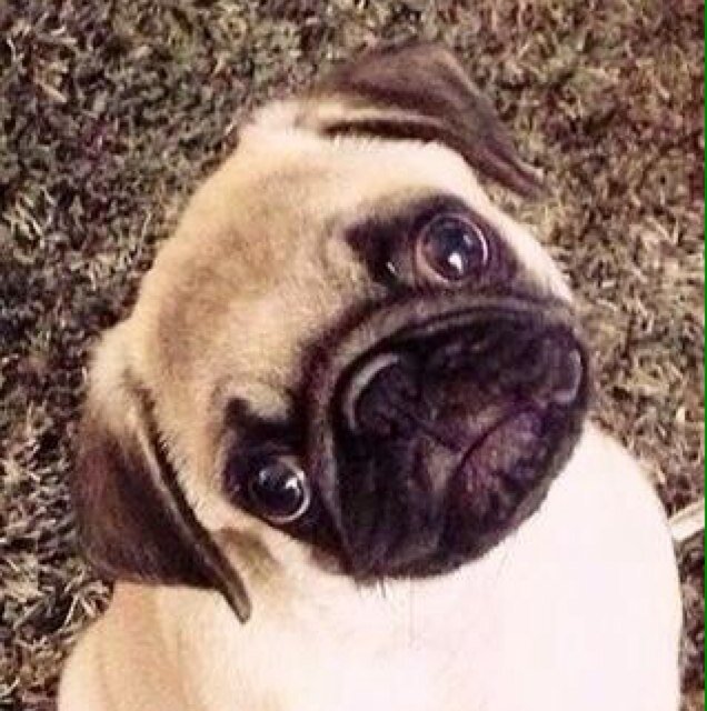 Soy Homer, un pug de 6 meses! Me gusta morder zapatillas, jugar, dormir mucho, comer y estar siempre por encima de las personas. Bienvenido a mi Twitter! #pug