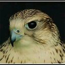 بندر عاشق النساء (@11smmg) Twitter