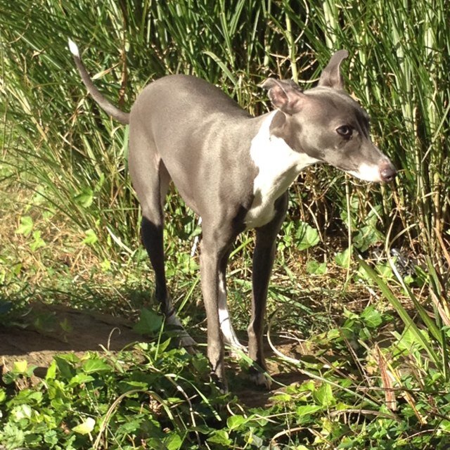 Alfredo, Vincent, Bella, and Luigi are four crazy little italian greyhounds!