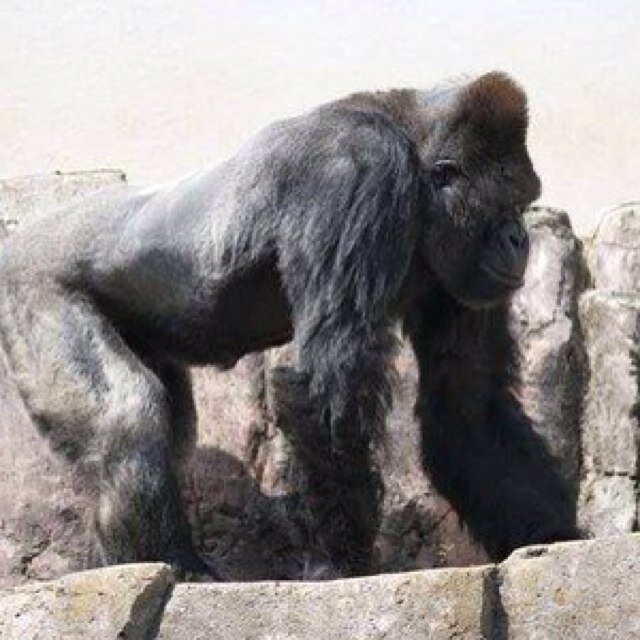とことんゴリラ画像 على تويتر チカラがみなぎってくる もしやこれがスーパーゴリラ人ってやつか ただの全身パーマゴリラ Http T Co Ks7olr9cmg