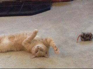 BrendaE1957's profile picture. Interested in politics, country life, investing, family and my cat. I support Justin Trudeau.