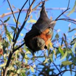 Join us every month to count Grey-headed Flying-Foxes