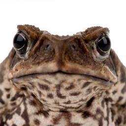 canetoad66's profile picture. 