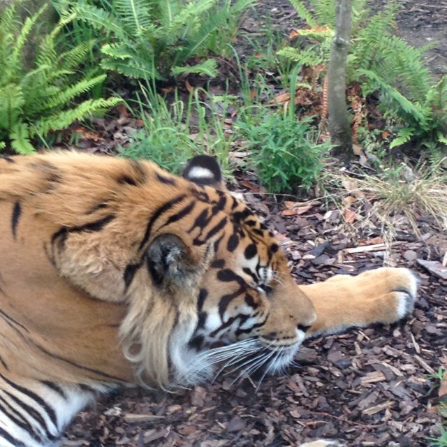 angiebird007's profile picture. 