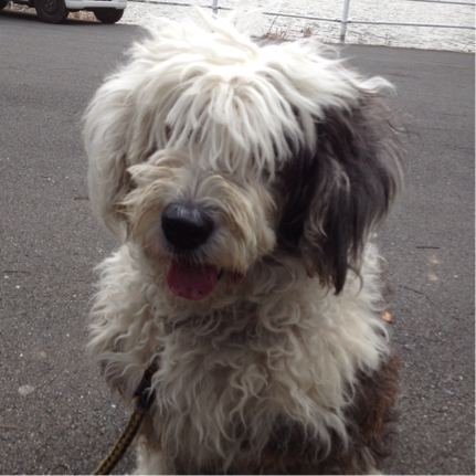 shohnen's profile picture. 趣味はスンスンと大相撲名鑑が大好きな娘との相撲鑑賞(贔屓は正代) 娘の贔屓の相撲部屋は放駒、藤島、時津風、大島、阿武松、立浪、伊勢ヶ濱部屋で、力士は尊富士、若元春、翠富士、島津海、藤青雲、欧勝海、若ノ勝、武将山、松井、藤凌駕、福崎、大栄翔、阿武剋、北の若、立王尚、濱豊、東誠竜、呼出は勝希、行司は木村元基とガチ相撲好き