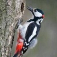 Woodpecker (@woodpeckerm) 's Twitter Profile