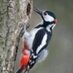 Woodpecker (@woodpeckerm) Twitter profile photo Woodpecker (@woodpeckerm) Twitter profile photo
