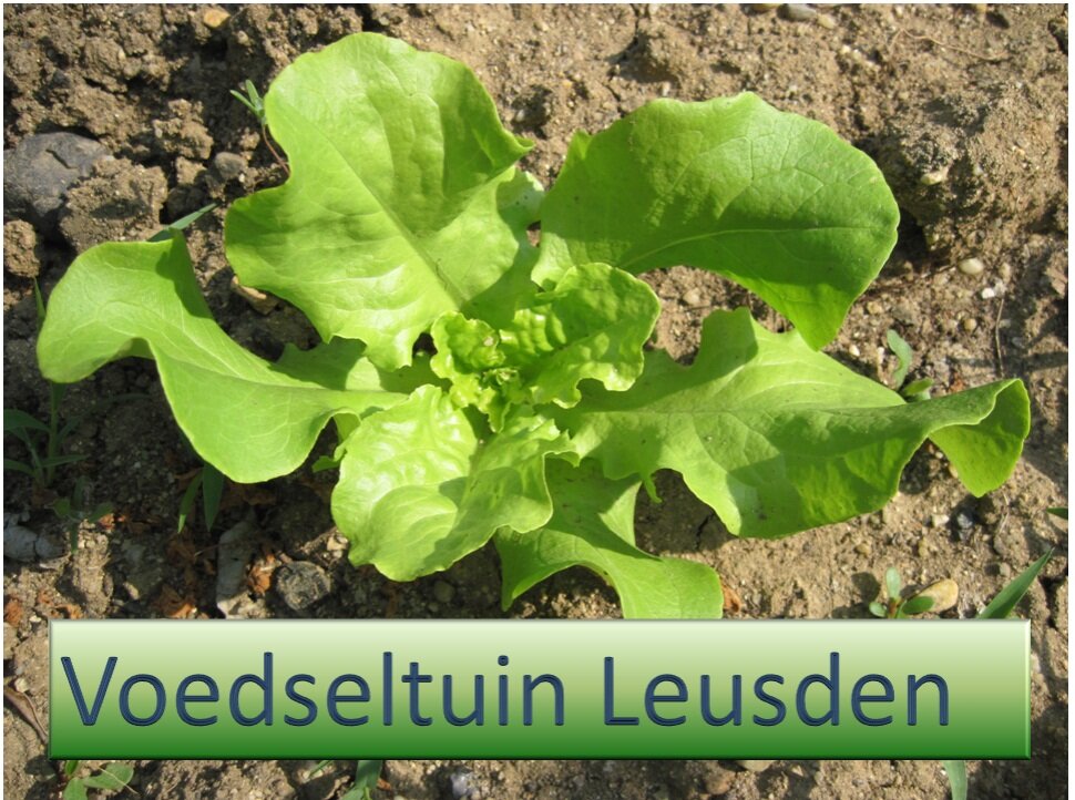 Voedseltuin Leusden probeert met een burgerinitiatief braakliggende bouwgrond in te zetten voor het verbouwen van groenten voor leden van de voedselbank.