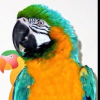 Sandy (@n22scs) 's Twitter Profile