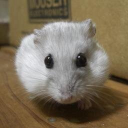 ♀（満２才）げっしるい【齧歯類】 momoinololu販売中（https://t.co/dl8qIZ69kQ）　日本ひまわり愛好家関東支部広報部　３Dプリンター『atom』愛好家。。。。