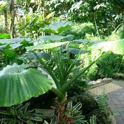 新鮮なクワズイモ 花言葉 すべての美しい花の画像 新鮮なクワズイモ 花言葉 すべての美しい花の画像