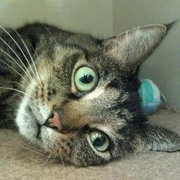 We give homeless animals in the #Detroit metro area medical care, a safe place to rest their weary heads, and a good meal served with lots of love.