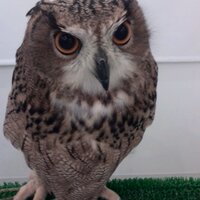 瑚々 (@nekotun7kokko24) 's Twitter Profile
