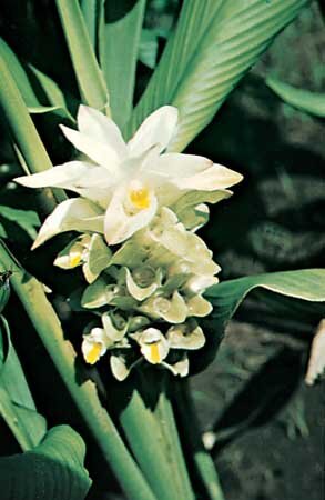 buyinflammatory's profile picture. http://t.co/4hMDRpeVZC
Turmeric is also a powerful anti-inflammatory and is very effective for treating all kinds of inflammatory diseases