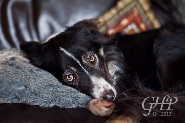 I have taken over Hoomum's twitter feed. My name is Biscuit and I am a border collie who has OCD but loves cuddles, Hoomum & Hoodad and chasing balls