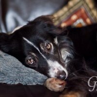Biscuit’s Mum 💔💔💔🌈 Jess’ Mum ❤️❤️❤️🤪 (@lilpeewee) 's Twitter Profile Photo Biscuit’s Mum 💔💔💔🌈 Jess’ Mum ❤️❤️❤️🤪 (@lilpeewee) 's Twitter Profile Photo