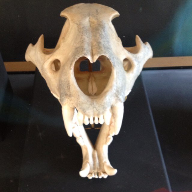 krokodiliod's profile picture. 