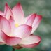 Cindy L (@blossumlotus) Twitter profile photo Cindy L (@blossumlotus) Twitter profile photo