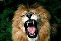 We Post Pictures Of Random Animals // Just Started
