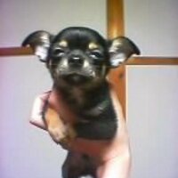 mongoloidmalo (@mongoloidmaro) 's Twitter Profile