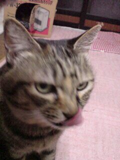 元ハム飼い。読書TVなんやらかんやら。