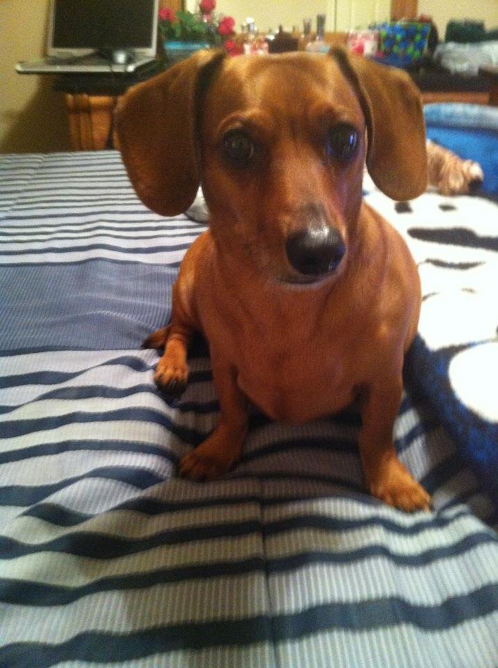 AmyGRangel's profile picture. SMU - Stamford Bulldogs - Dallas Cowboys - Dallas Mavericks - Dallas Stars