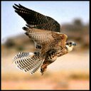 ᴰᴿᴮᴴᴬ (@0558182303) Twitter