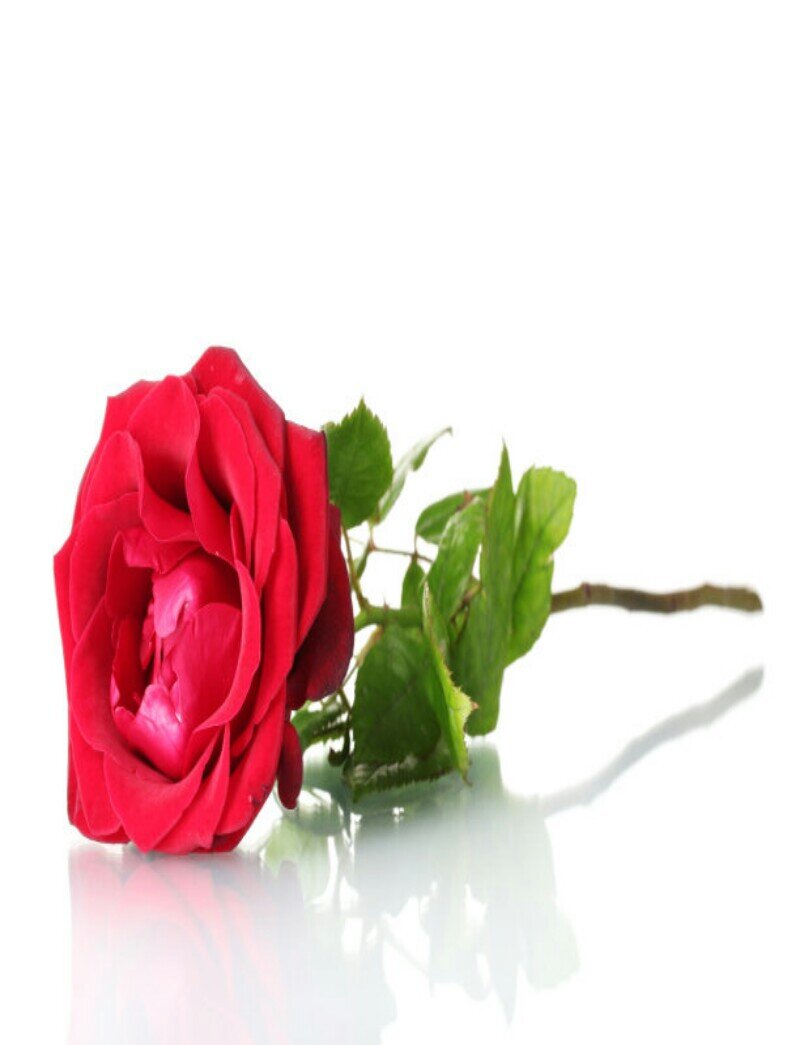 ‏لا سلطهه لنا على قلوبنااا ..هي تنبض ..لمن آرادت ..!           الخاص مهههههمل ..