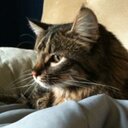 Kitty (@13livesofkitty) Twitter