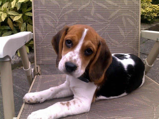 richieg1's profile picture. Loves the Lake District. Last in the household pecking order (Even behind Millie!!!) Works hard Plays hard. Enjoys real ale and The Lakes. Married to Gill.