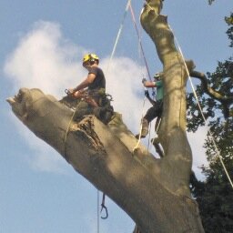 Tree services in Kent and surrounding areas - call 07833447849 for free tree care advice and wood fuel sales.