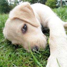 One to One Dog and Puppy Training with a qualified Dog Trainer and Behaviourist in your own home.
Residential Dog and Puppy Training Courses.