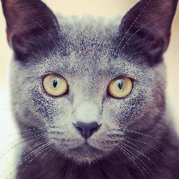 Cat Puns (@CatPuns) | Twitter