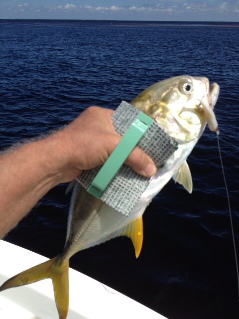 Frankie's Fish Gripper makes removing a hook easier than a lip gripper. It is convenient to use and minimizes mess when dehooking and cleaning a fish!