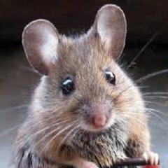 raythemouse Profile Picture