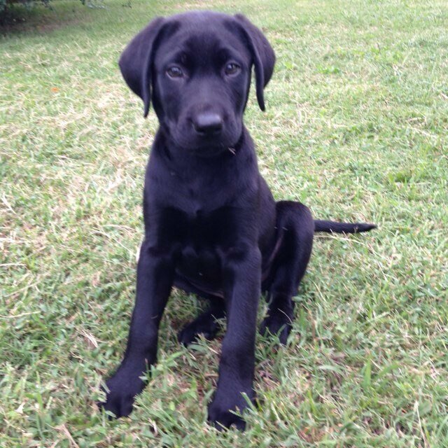 labRaider's profile picture. Hi im Raider im @kristenkelly's dog. I love you momma. This is a fanpage. Not raider. Kristen follows.