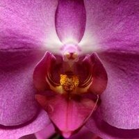 Plush Floral Studio (@plushfloral) 's Twitter Profile