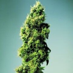 _UnFilosofo's profile picture. 