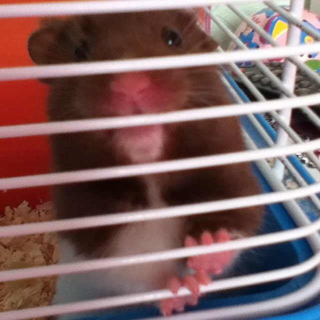 ChipstersWorld's profile picture. тнιѕ α¢¢συит ιѕ αℓℓ αвσυт нαмѕтєяѕ αи∂ му нαмѕтєя тσσ! ι нσρє тнαт уσυ fιи∂ тнιѕ υѕєfυℓ αи∂ ι ∂σ fσℓℓσω вα¢к, мαкє тнαт ωнιтє fσℓℓσω вυттσи ѕєє тнє вℓυє! ♡