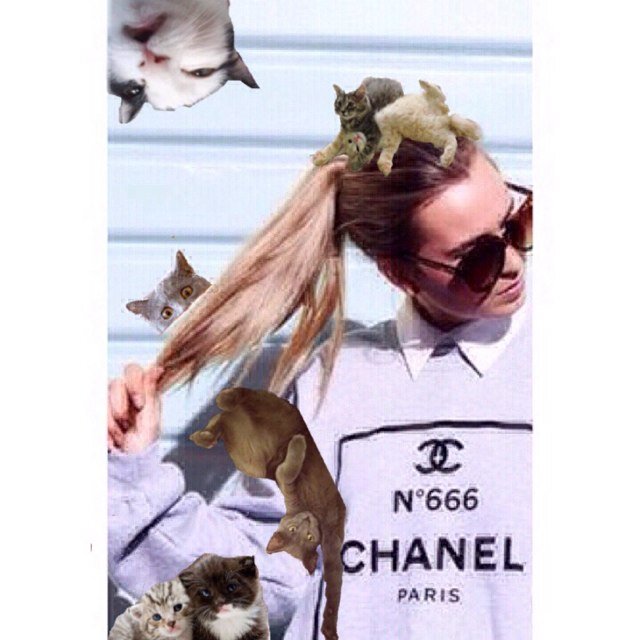 i lyk catz n such