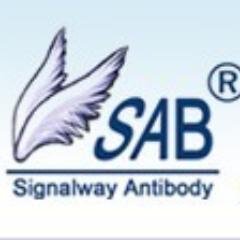 SAB is the leading manufacturer and supplier of antibodies, proteins and other reagents for life science research.