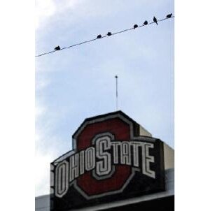 The official twitter for the one and only pigeons who inhabit Ohio Stadium.