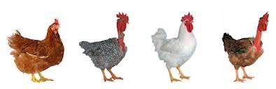 pequeña empresa familiar de pollos camperos criados en semilibertad y con alimentos de primeras calidades,carne de calidad.