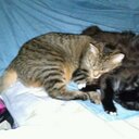 Lori Zahn - @lori031259 - Twitter