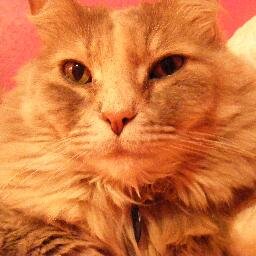 meow meow motherfucker. dating @actual_impala. also at @legit_estonia