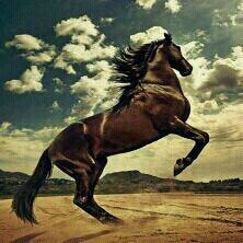 musabonline's profile picture. musab