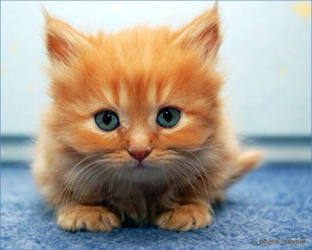 Follow back for the cutest cats!
