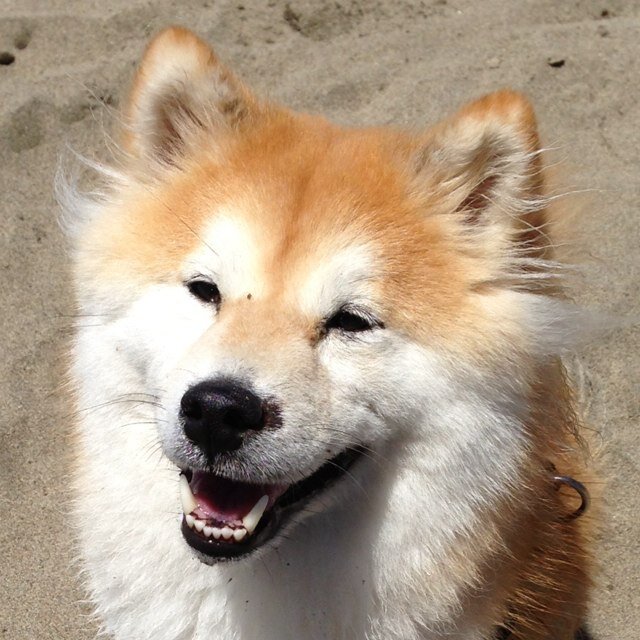 A long-coat Shiba Inu with her humans in the Bay Area.