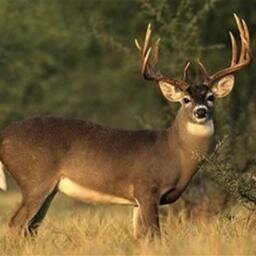 I Like Hunting.. Enjoy Playing Game XBL Name Torq Seek...