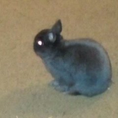 No photo, I don't like how I look in photos lol, this is a photo of my dwarf rabbit Smokey. Mom of 4 beautiful children.